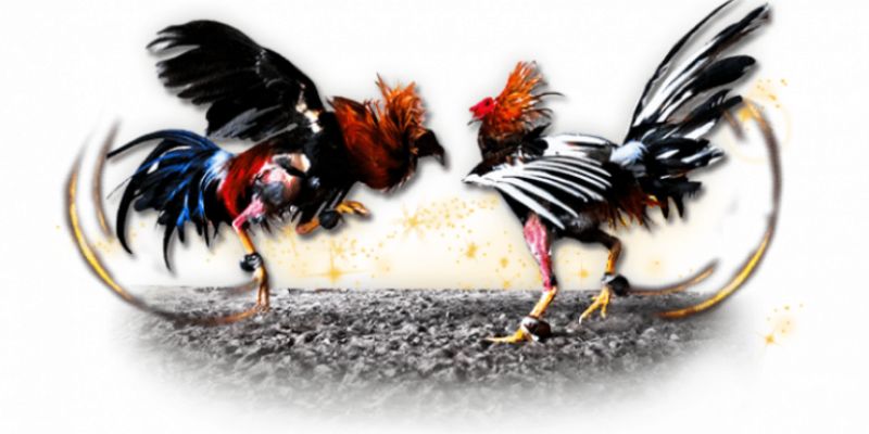 cách chọn gà đá cựa dao