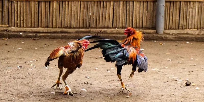 Đá Gà Cúp Thế Giới 188BET - Tất Tần Tật Thông Tin Cần Biết! 2 Khái niệm chi tiết rõ ràng về đá gà cúp thế giới 188BET