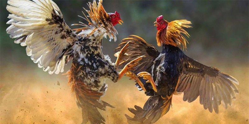Đá Gà Cúp Thế Giới 188BET - Tất Tần Tật Thông Tin Cần Biết! 3 Khám phá các thể loại thú vị cho bạn lựa chọn