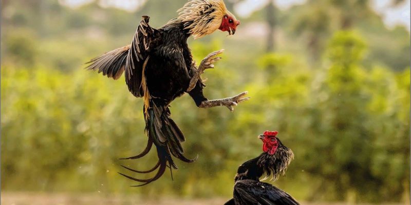 Đá Gà Cúp Thế Giới 188BET - Tất Tần Tật Thông Tin Cần Biết! 4 Bỏ túi ngay các kinh nghiệm cực hay từ các cao thủ