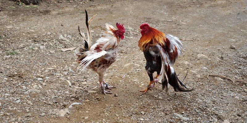 Đá Gà Cúp Thế Giới 188BET - Tất Tần Tật Thông Tin Cần Biết! 1 Đá gà cúp thế giới
