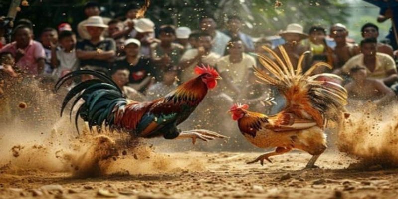 Đá Gà Tiền Tỷ 188BET - Cơ Hội Làm Giàu Cho Bạn Nhanh Chóng 3 Nắm vững luật chơi để tham gia một cách dễ dàng