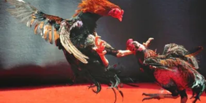 Đá Gà Tiền Tỷ 188BET - Cơ Hội Làm Giàu Cho Bạn Nhanh Chóng 1 Đá gà tiền tỷ 188BET