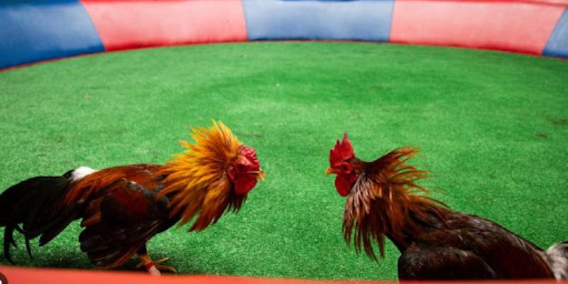 Đá Gà Trường Gà Campuchia 188BET - Kịch Tính Và Hấp Dẫn 1 Đá gà trường gà Campuchia 188BET