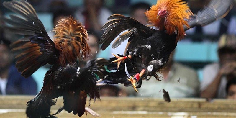 Đá Gà Trường Gà Thái Lan - Tham Gia 188BET Thử Tài Đặt Kèo 1 Đá gà trường gà Thái Lan